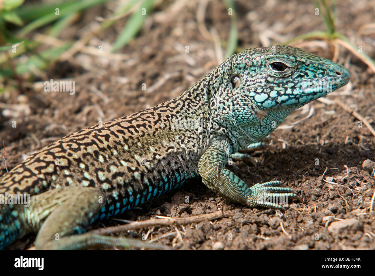 Détail montrant gros plan de sol (Lézard Ameiva ameiva), Grenade, Caraïbes. Banque D'Images