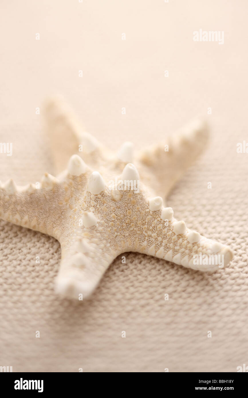 Selective focus shot de starfish Banque D'Images