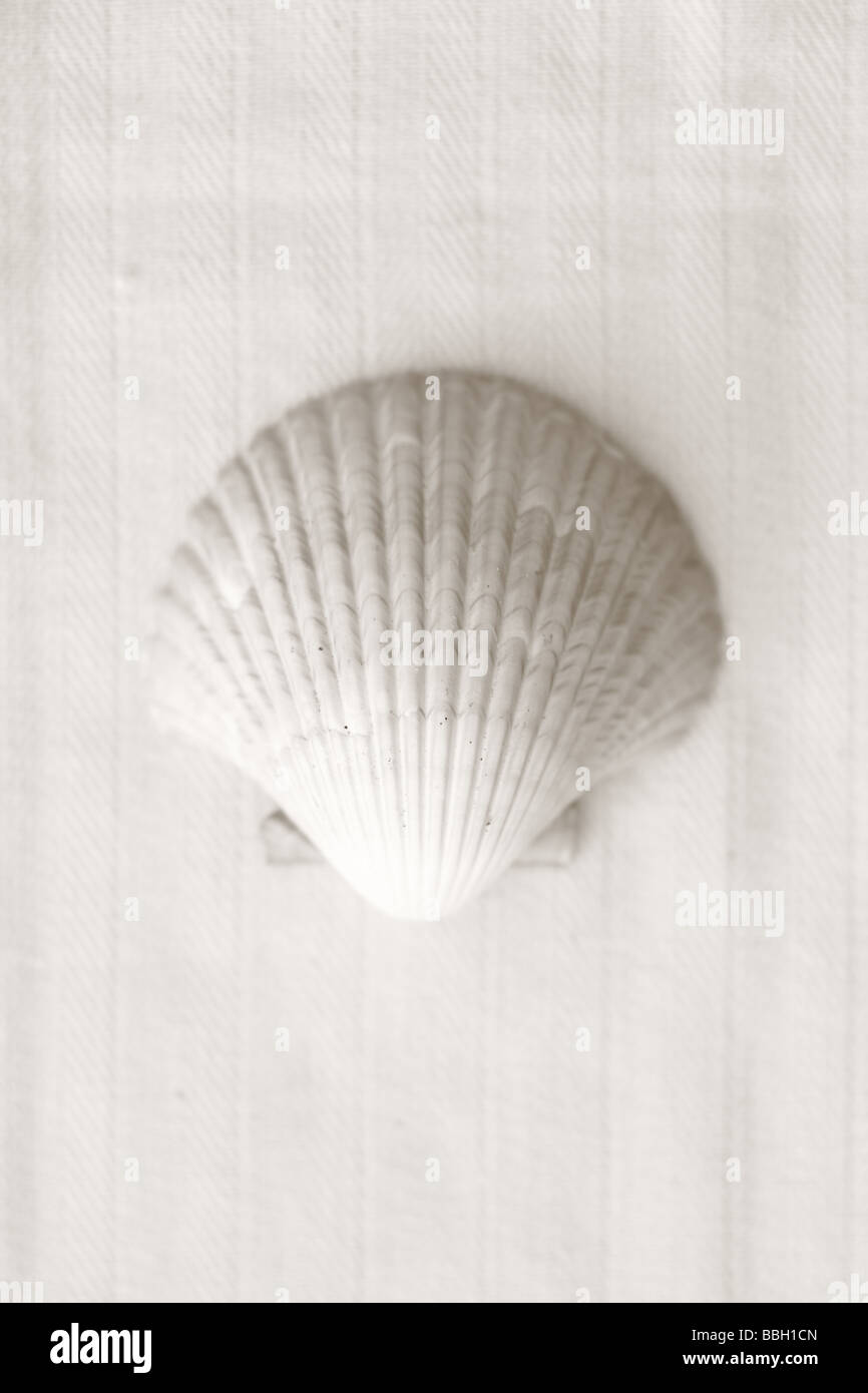 Image en noir et blanc de shell sur fond lin Banque D'Images