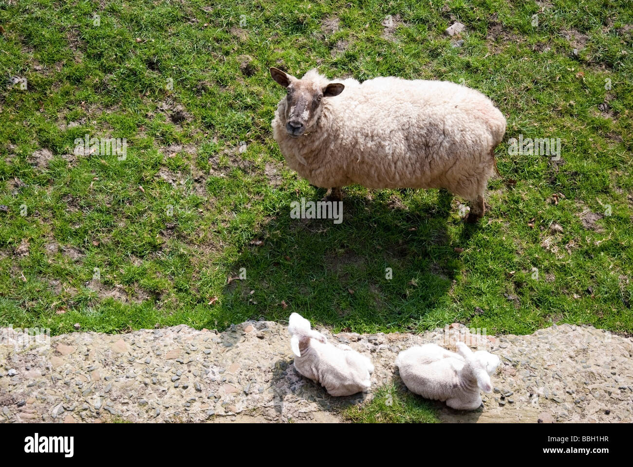 Mère Sheep & ses deux agneaux Banque D'Images