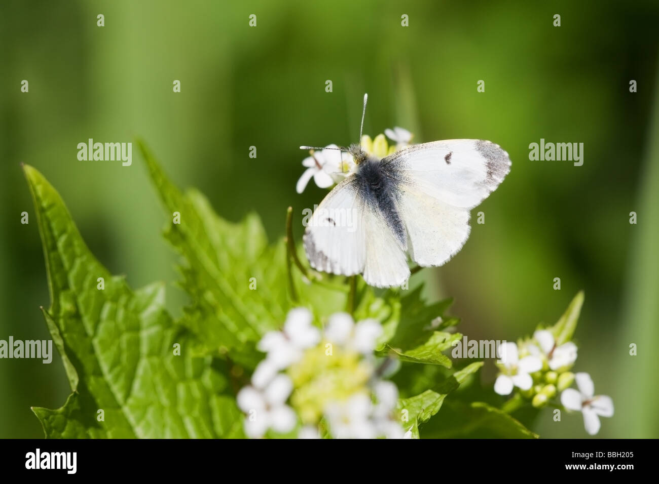 Papillon Orange-tip Anthochoris cardamines femelle adulte au repos ona Alliaire Alliaria petiolata flower Banque D'Images
