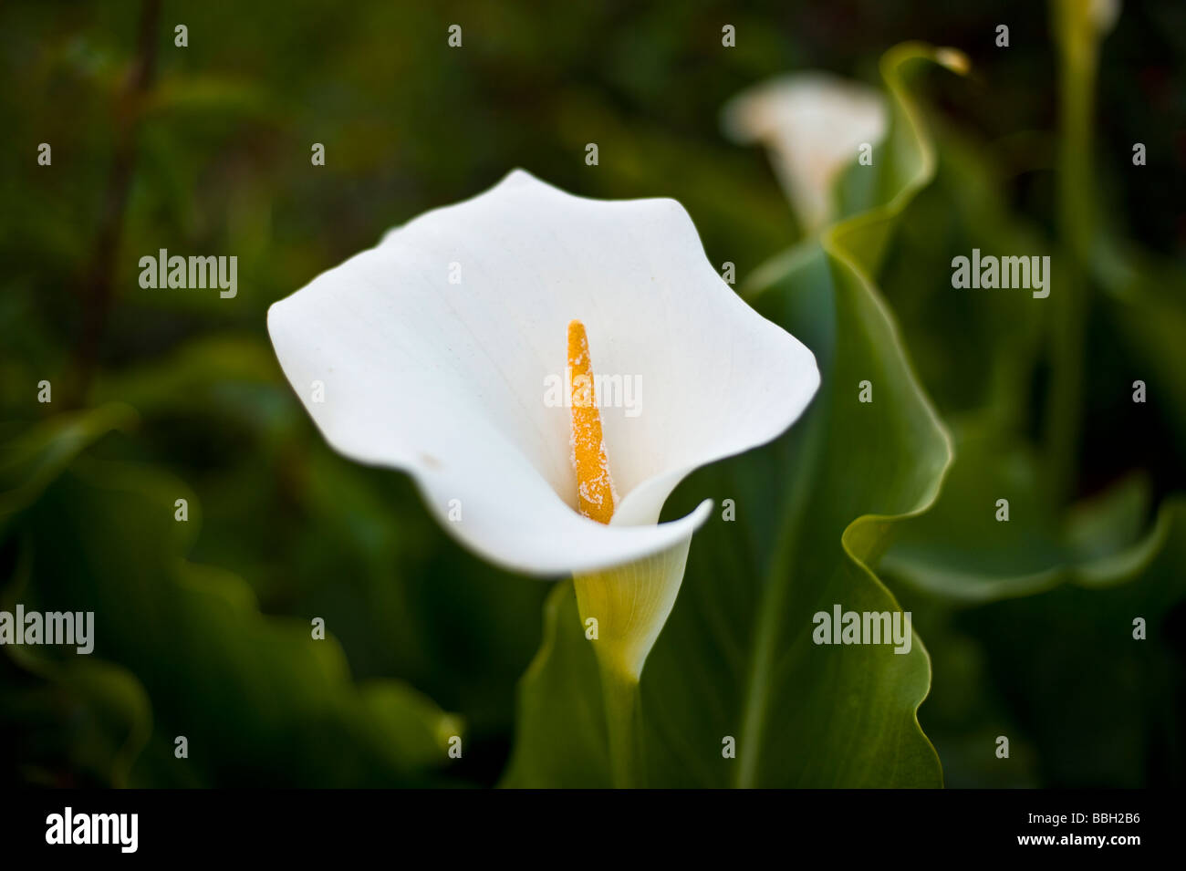 Soft close up of calla lily Banque D'Images