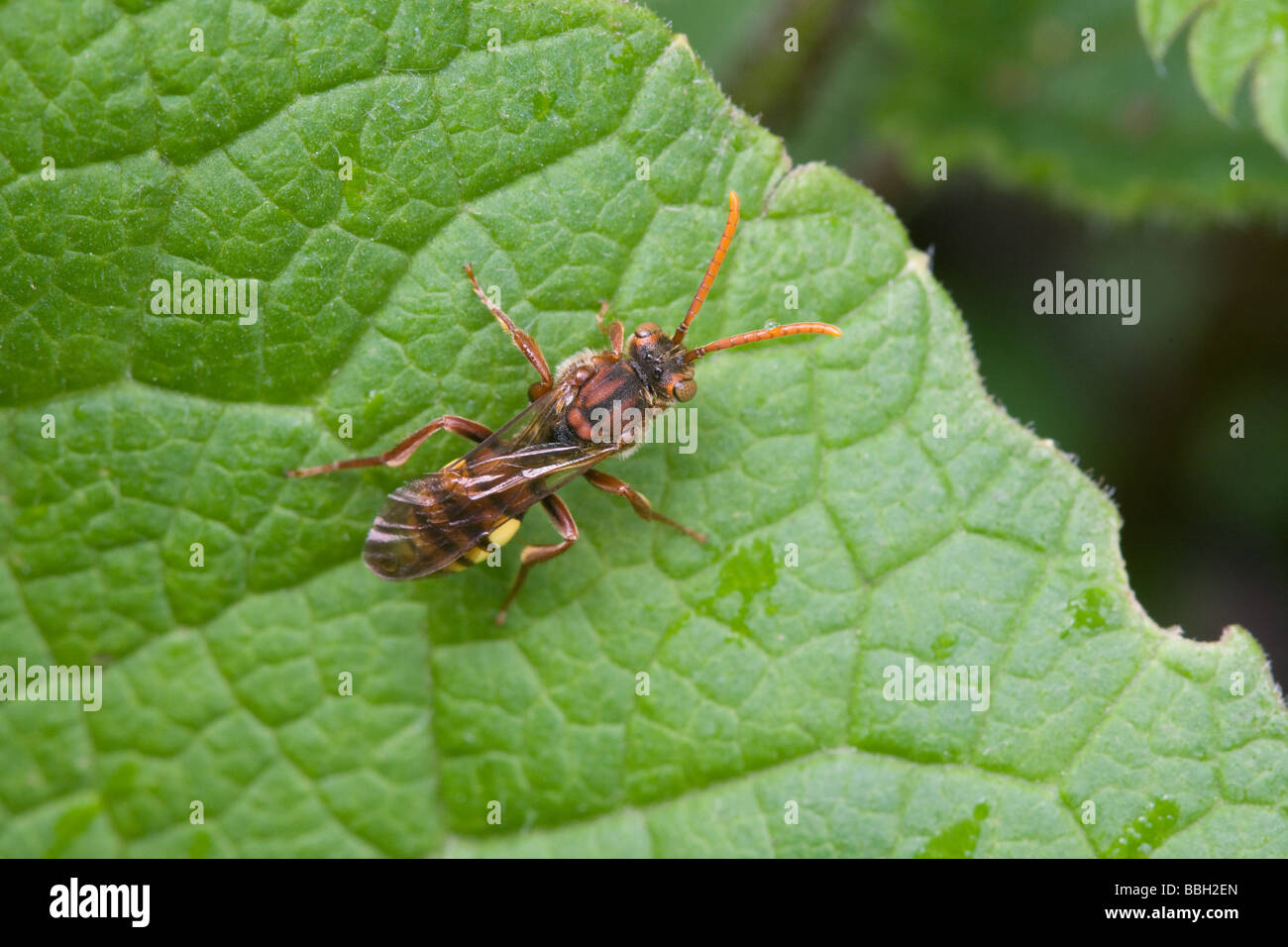 Abeille coucou Nomada flava au repos sur une feuille Banque D'Images