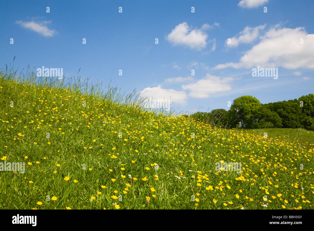 Colline couverte d'herbe fraîche et de renoncules. Campagne du Dorset. UK. Banque D'Images