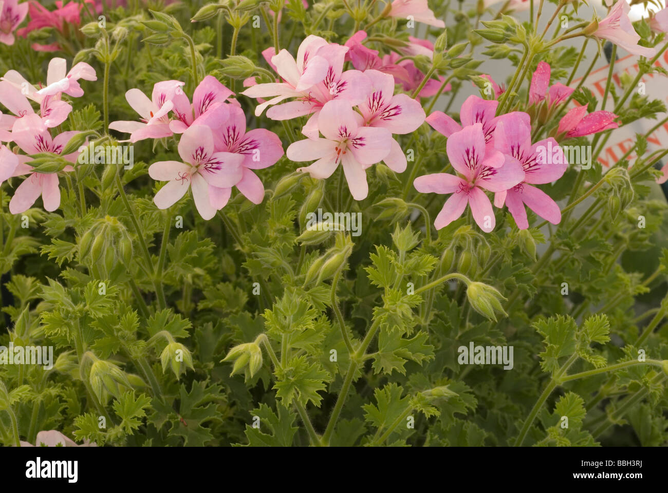 Odorosi Pelargonium 'Prince of Orange', odorosi gerani, Géraniacées Banque D'Images