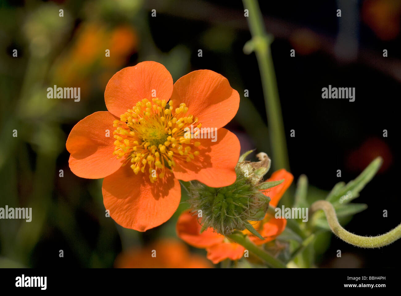 Geum coccineum Borisii', 'Rosaceae Banque D'Images