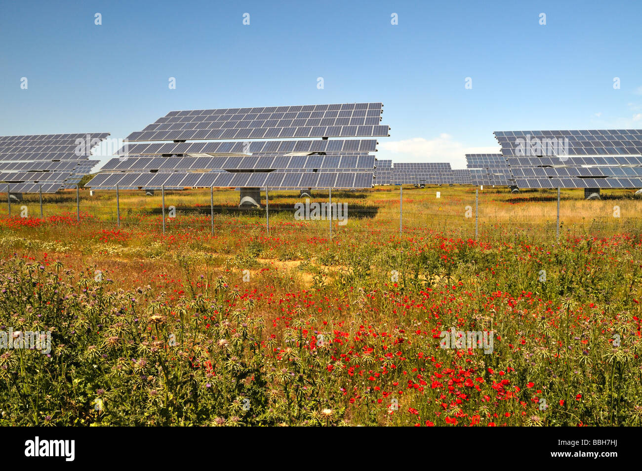 Champ avec des coquelicots rouges et de matrices de panneaux solaires pour la production d'électricité, la province de Malaga Espagne Banque D'Images