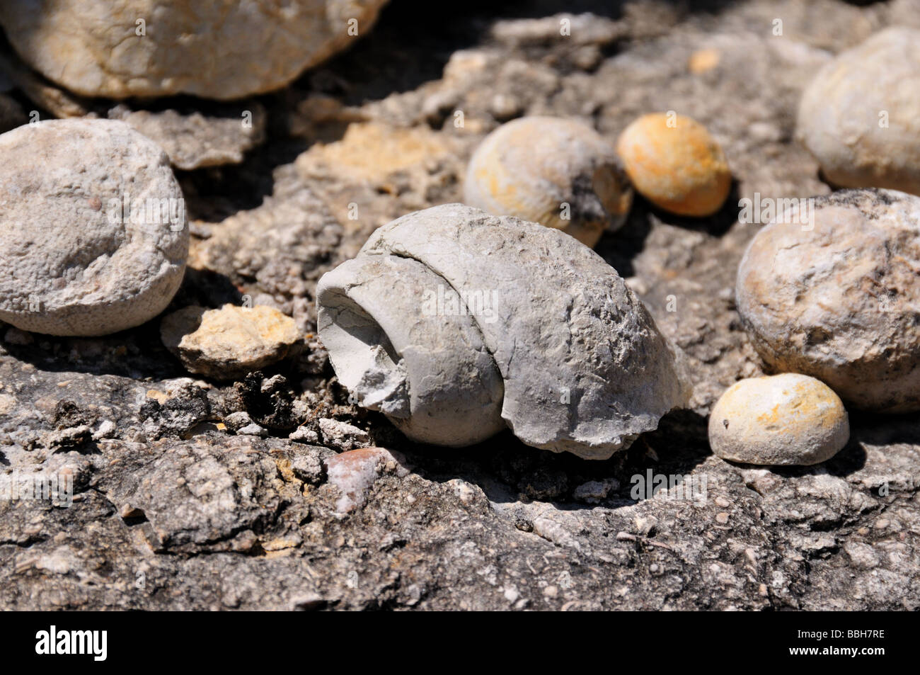 Un mollusque fossile. Banque D'Images