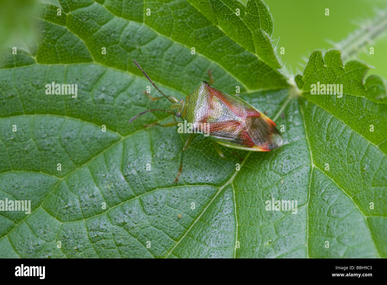 Bug Acanthosoma haemorrhoidale Hawthorn Shield au repos sur une feuille d'Ortie Banque D'Images
