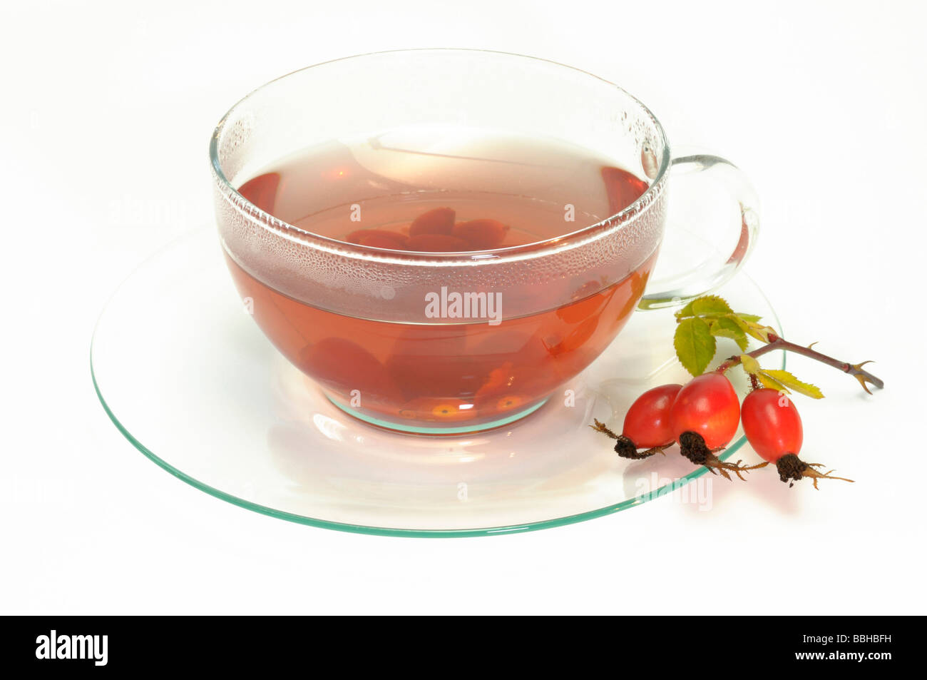 Rose (Rosa sp.), églantier sur la soucoupe de la tasse de thé, studio photo Banque D'Images