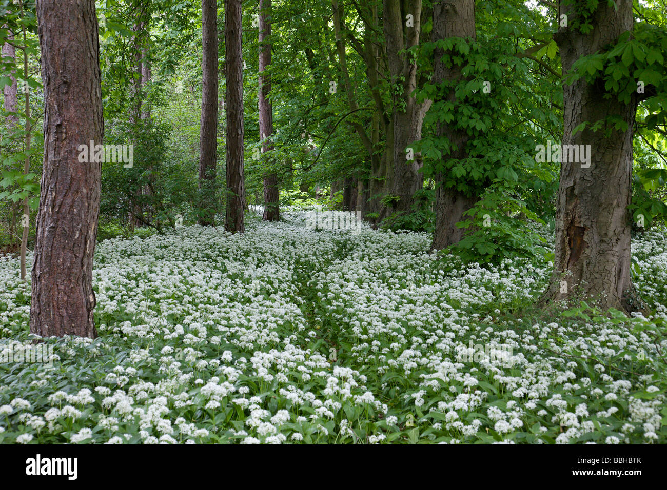 Bois avec tapis de fleurs d'ail sauvage au début du printemps Banque D'Images