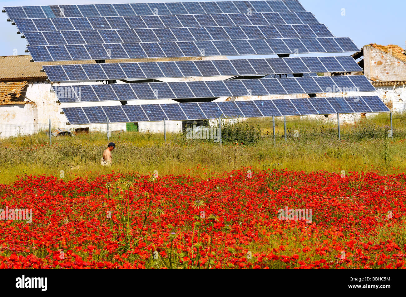 Champ avec des coquelicots rouges et de matrices de panneaux solaires pour la production d'électricité près de Antequera Espagne Banque D'Images