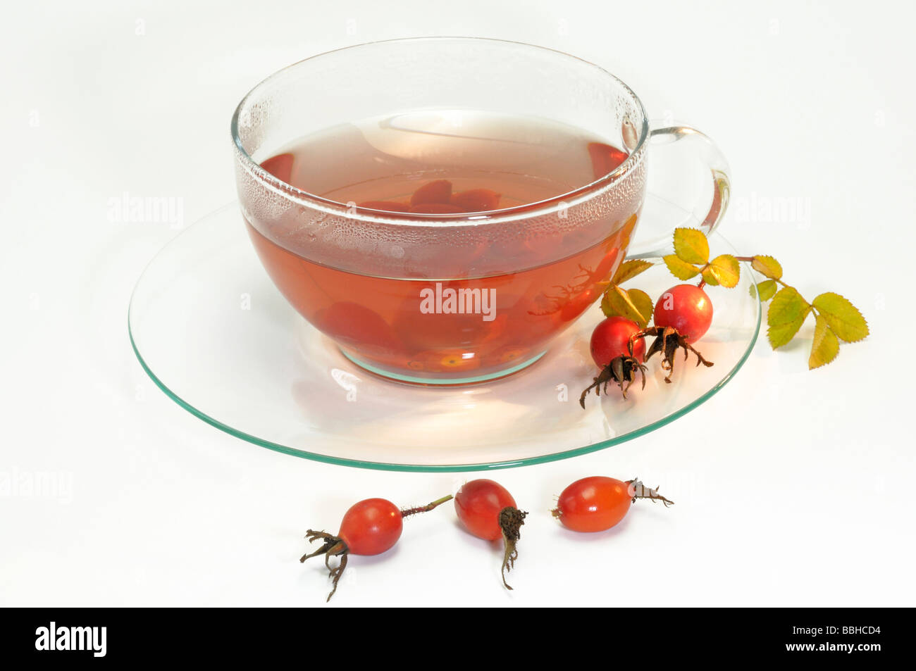 Rose (Rosa sp.), églantier sur la soucoupe de la tasse de thé, studio photo Banque D'Images