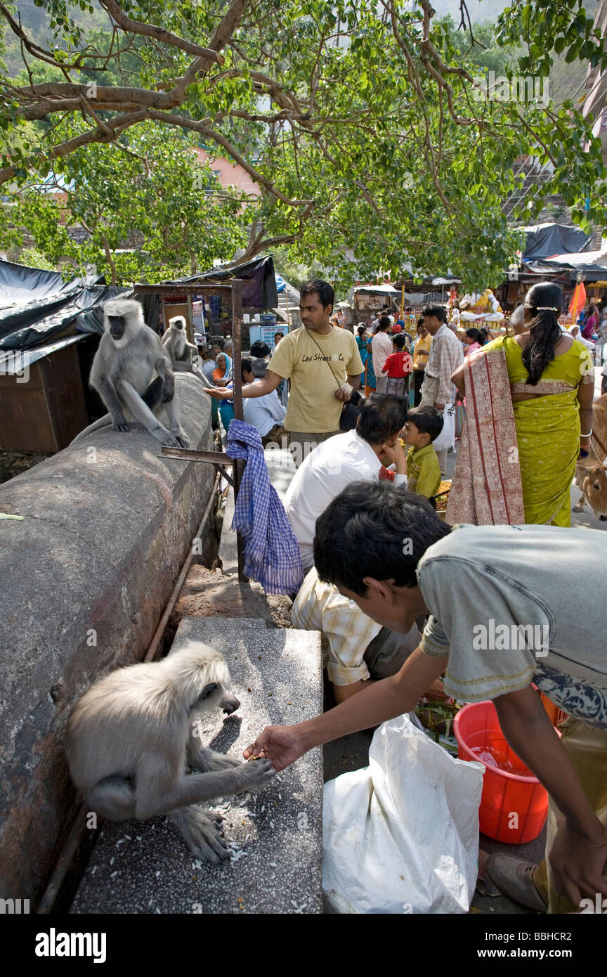 Les personnes offrant de la nourriture à des singes entelle gris. Lakshman Jhula. Rishikesh. Uttarakhand. L'Inde Banque D'Images