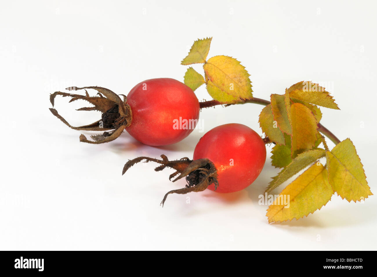 Rose (Rosa sp.), des rameaux de feuilles et d'églantier, studio photo Banque D'Images