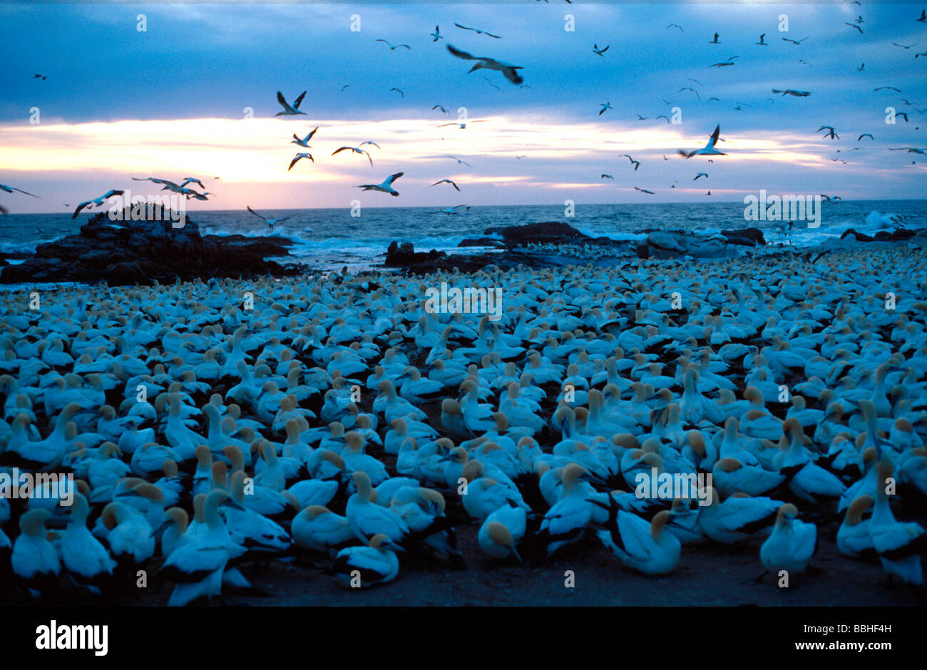 Fou de Bassan Sula capensis Cape Colony Île Bird Lamberts Bay Western Cape Afrique du Sud Banque D'Images