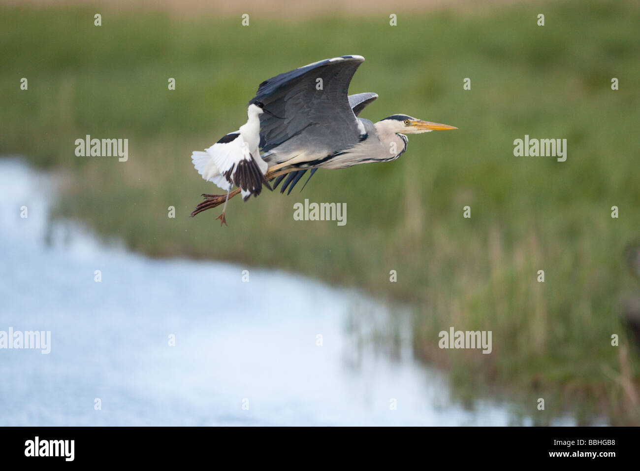 Héron cendré Ardea cinerea en vol Banque D'Images