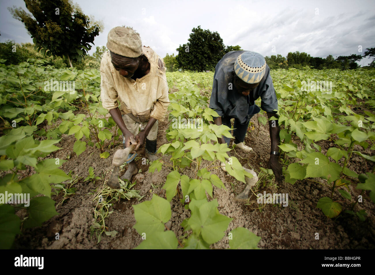 Les travailleurs sur le Kolanjeba Coton Bio ferme près du village de Djembala au Mali, Afrique de l'ouest travaillant dans le domaine Banque D'Images