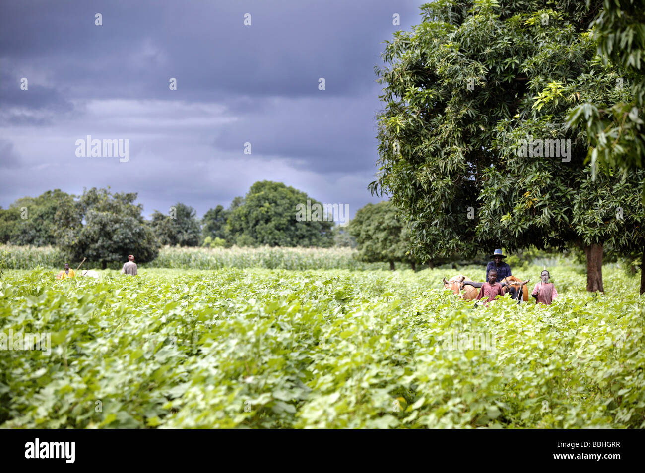 Les travailleurs sur le Kolanjeba Coton Bio ferme près du village de Djembala au Mali, Afrique de l'ouest Banque D'Images