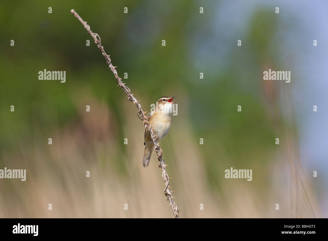 Phragmite des joncs Acrocephalus schoenobaenus chanter Banque D'Images