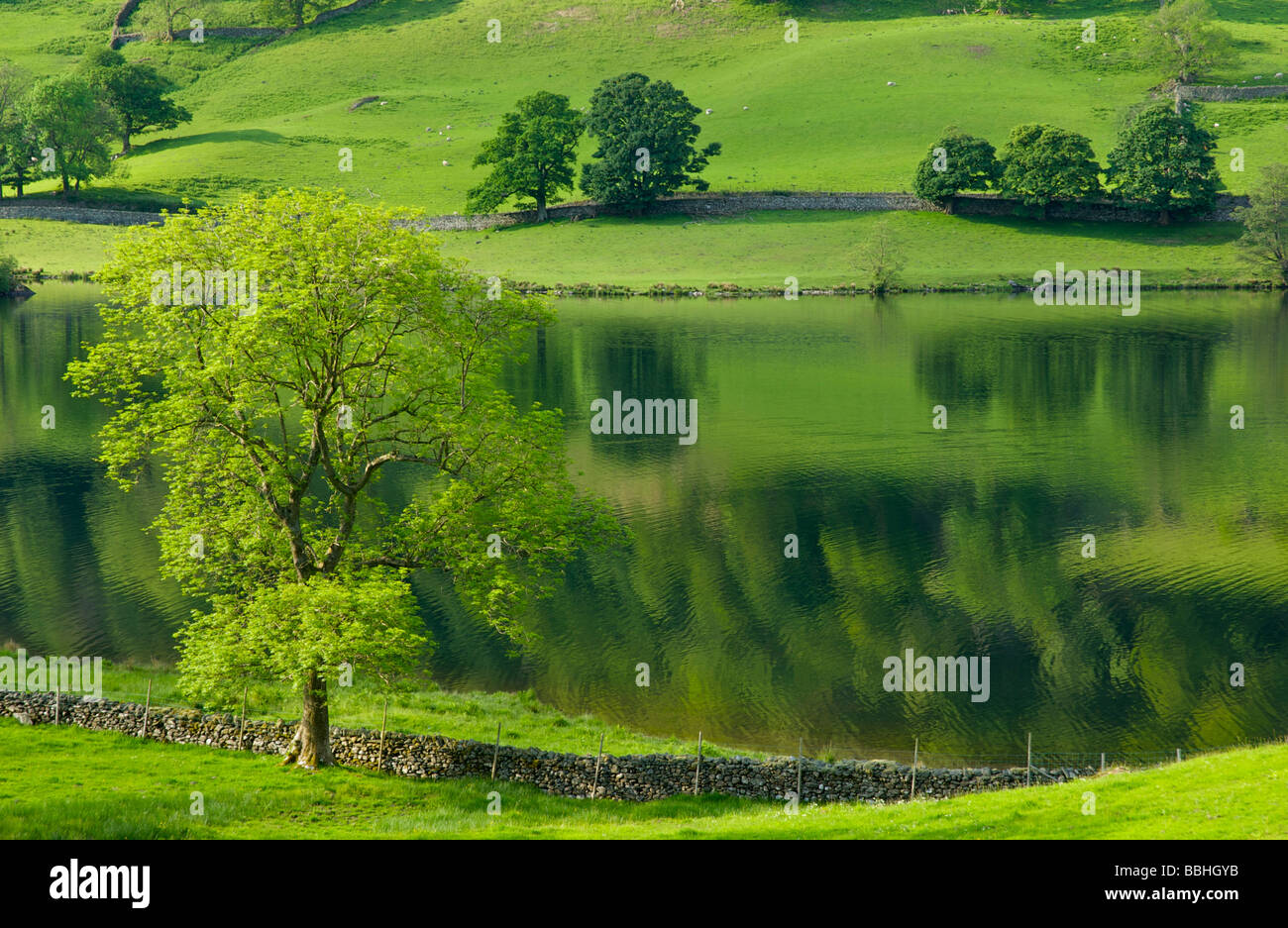 Rydal Water en été, le Parc National du Lake District, Cumbria, Angleterre, Royaume-Uni Banque D'Images