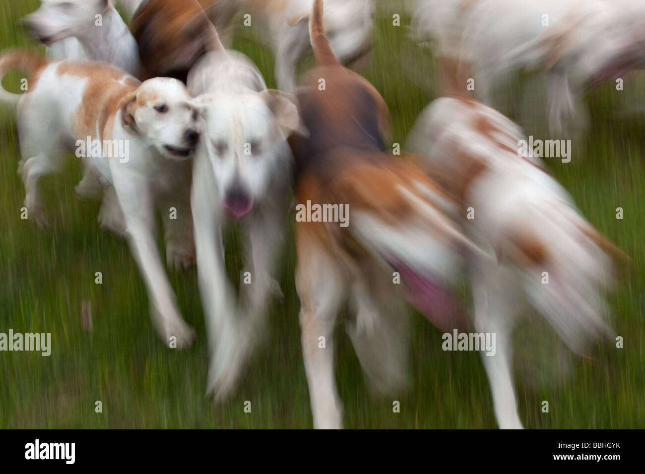 Fox Hound abstract West Norfolk Hunt Banque D'Images