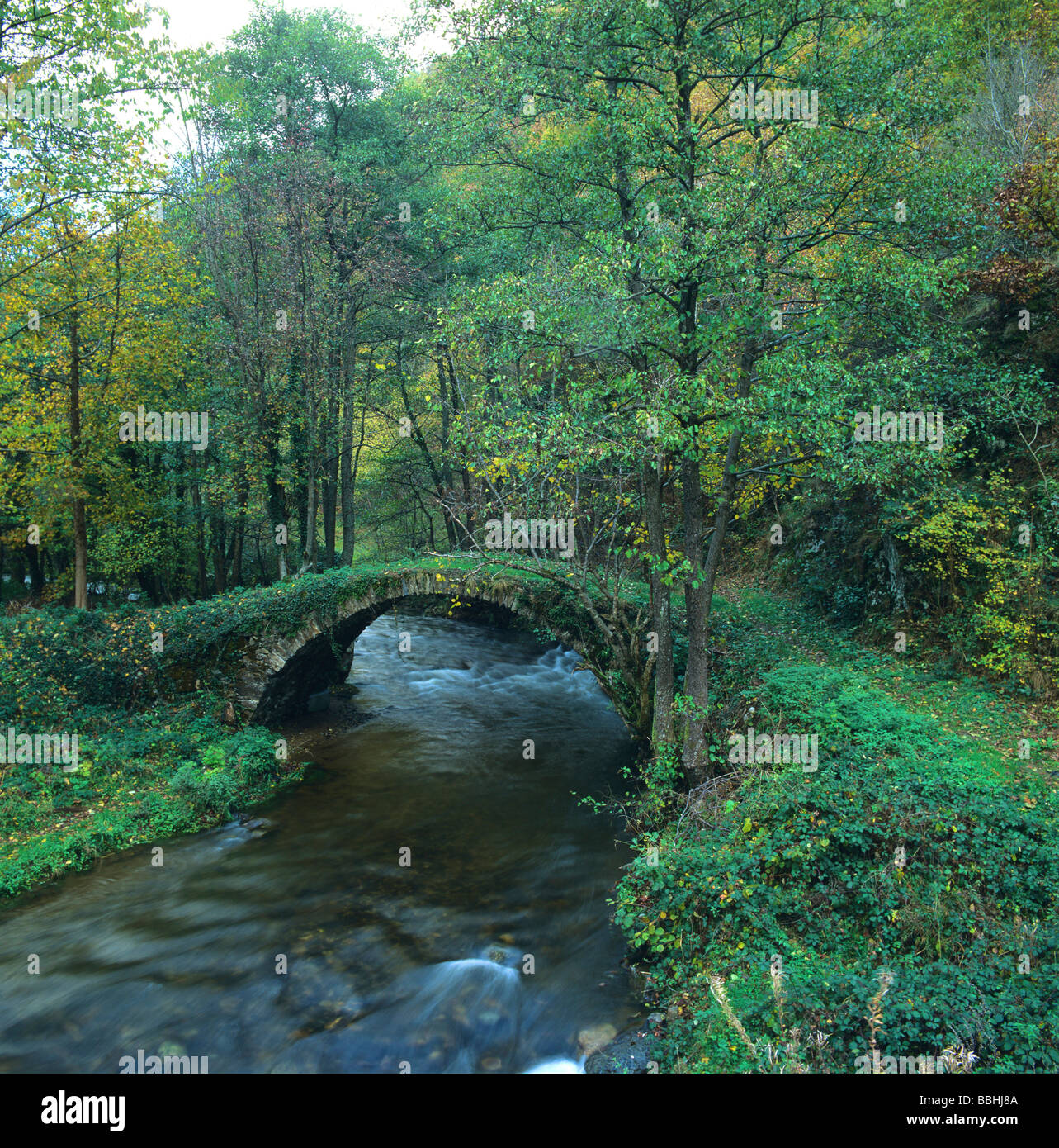 Vieux pont de pierre moussue dans la forêt en Auvergne. La France. Banque D'Images