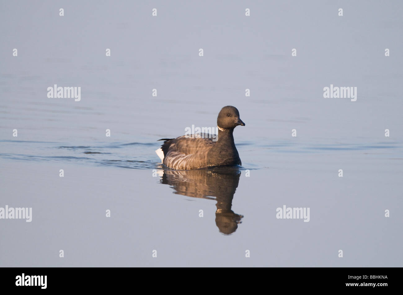 Cravant (Branta bernicla) dans les marées creek à Brancaster Staithe hiver Norfolk Banque D'Images