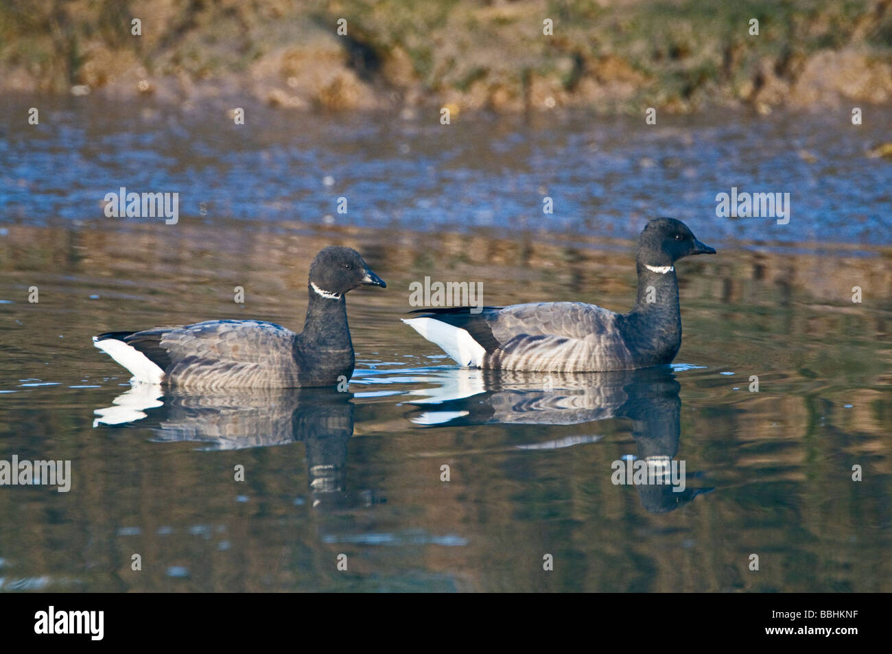 La Bernache cravant (Branta bernicla) dans les marées creek à Brancaster Staithe hiver Norfolk Banque D'Images