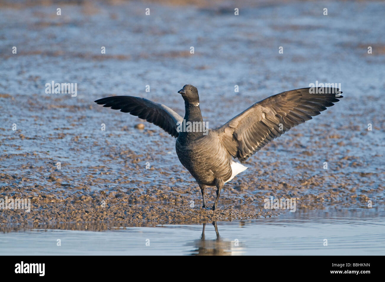 Cravant (Branta bernicla) dans les marées creek à Brancaster Staithe hiver Norfolk Banque D'Images