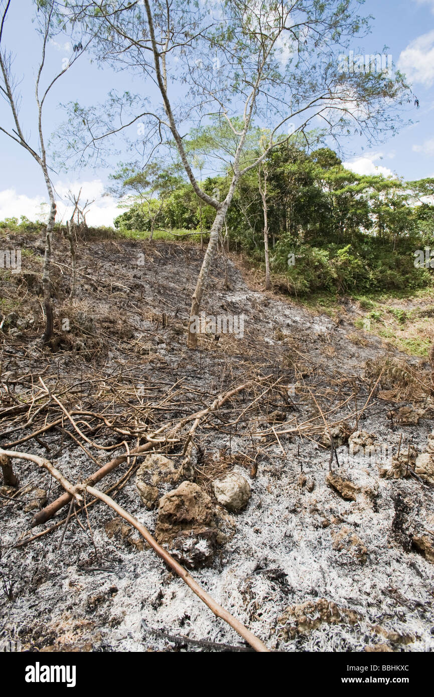 Coupe et brûlis des forêts dans la forêt d'Alcoy Cebu Philippines Banque D'Images