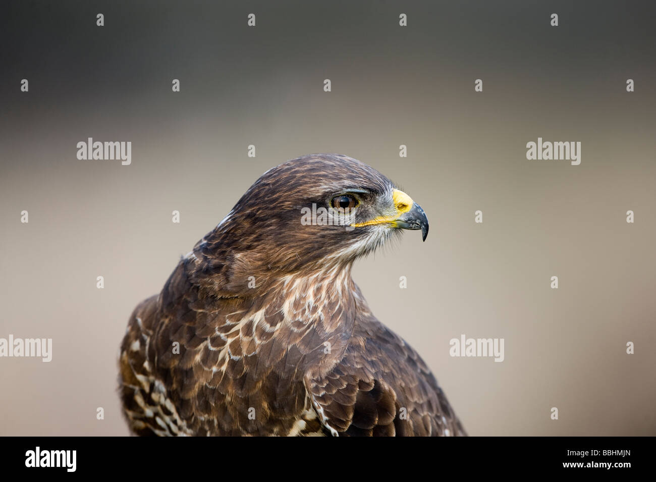 Buse variable Buteo buteo Glos UK contrôlée d'hiver Banque D'Images