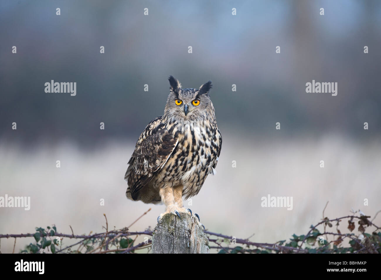 Eagle Owl Bubo bubo Glos UK contrôlée Banque D'Images