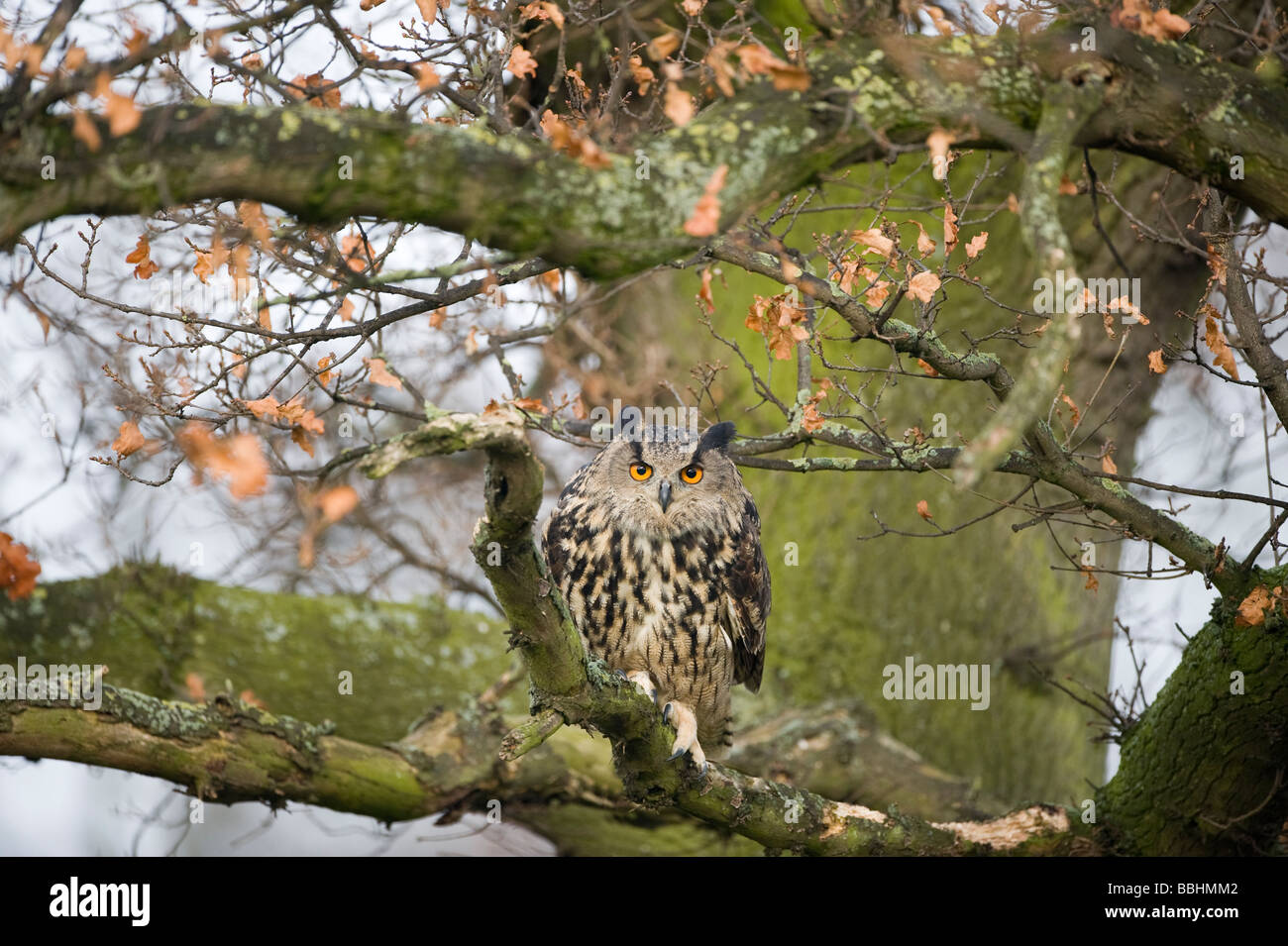 Eagle Owl Bubo bubo Glos UK contrôlée Banque D'Images