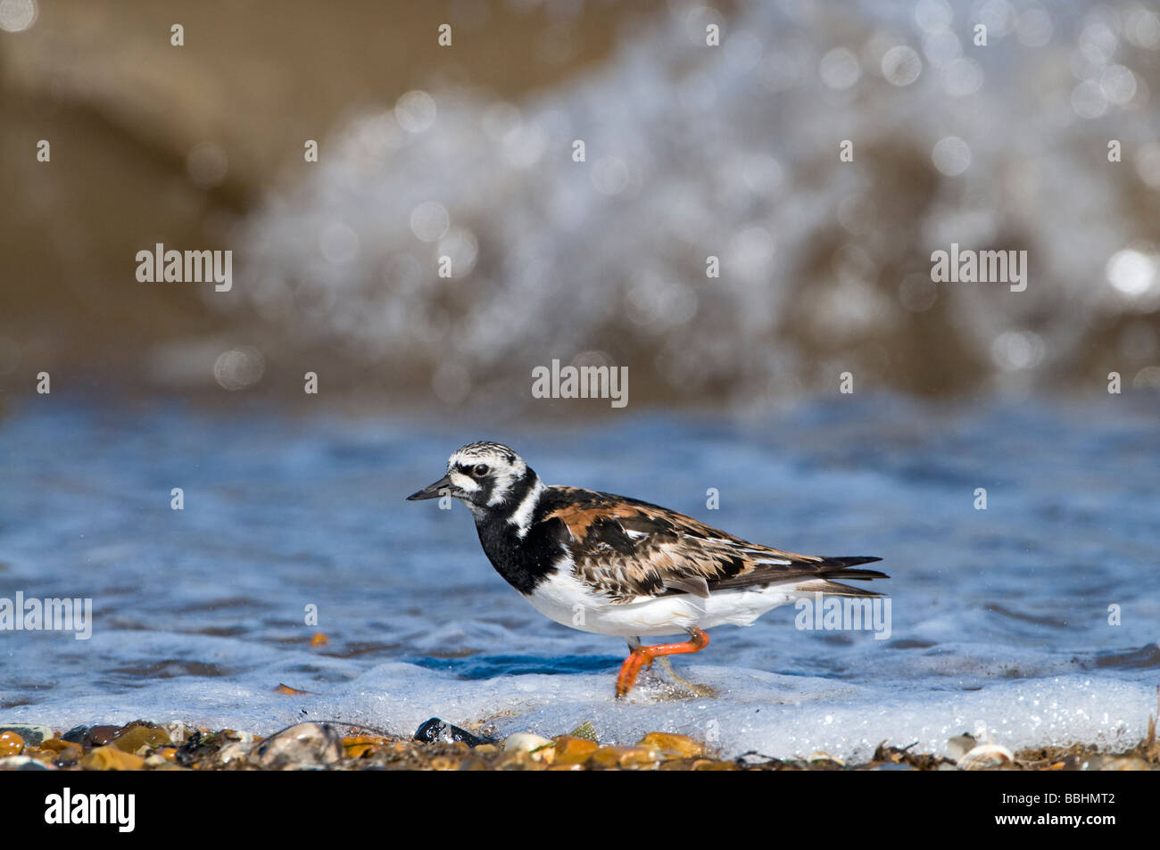 Turnstone Arenaria interpres en plumage nuptial sur la plage de la réserve RSPB Snettisham Norfolk Juillet Banque D'Images