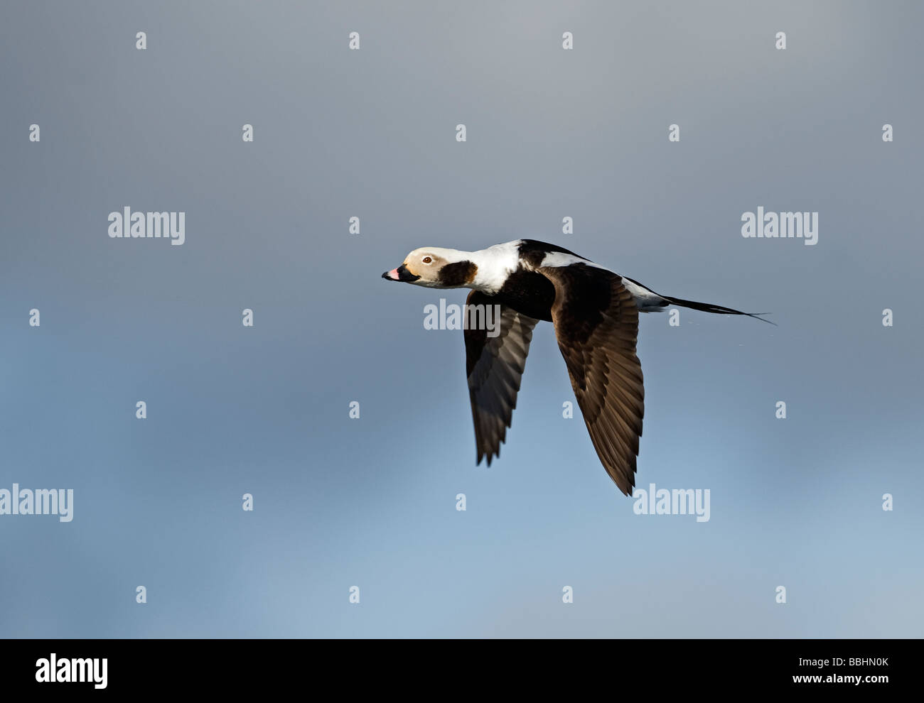 Harelde kakawi Clangula hyemalis longue en avril mâle Shetland Banque D'Images