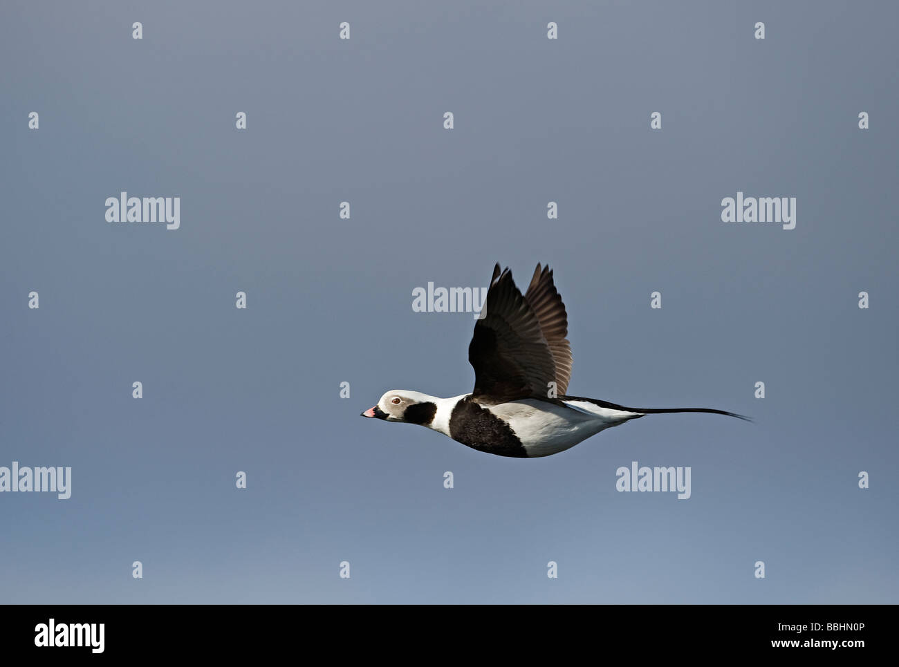 Harelde kakawi Clangula hyemalis longue en avril mâle Shetland Banque D'Images