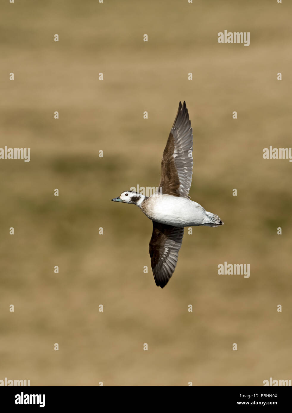 Harelde kakawi Clangula hyemalis longue en avril femelle Shetland Banque D'Images