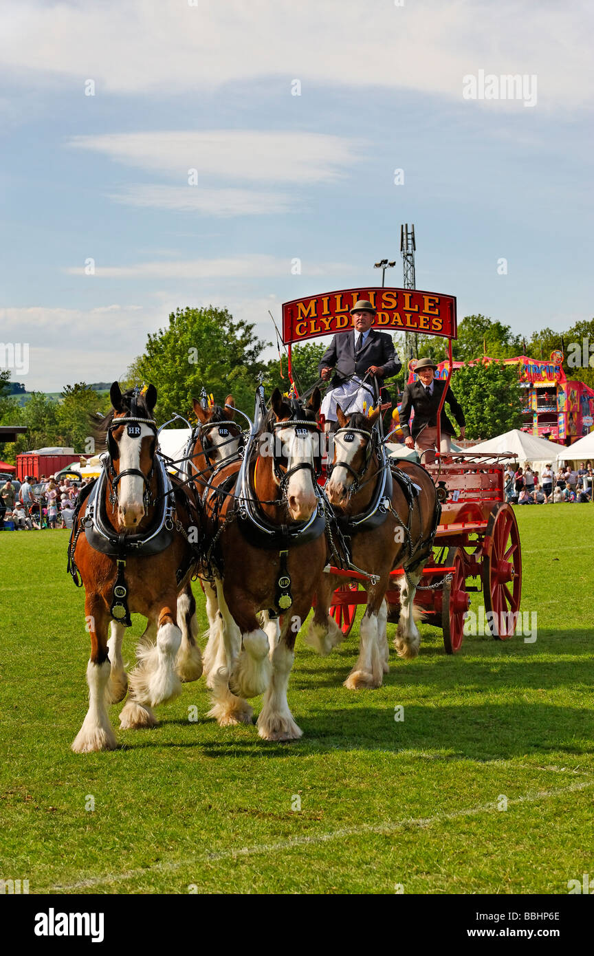 Chevaux lourds Clydesdale à Northumberland County Show Banque D'Images