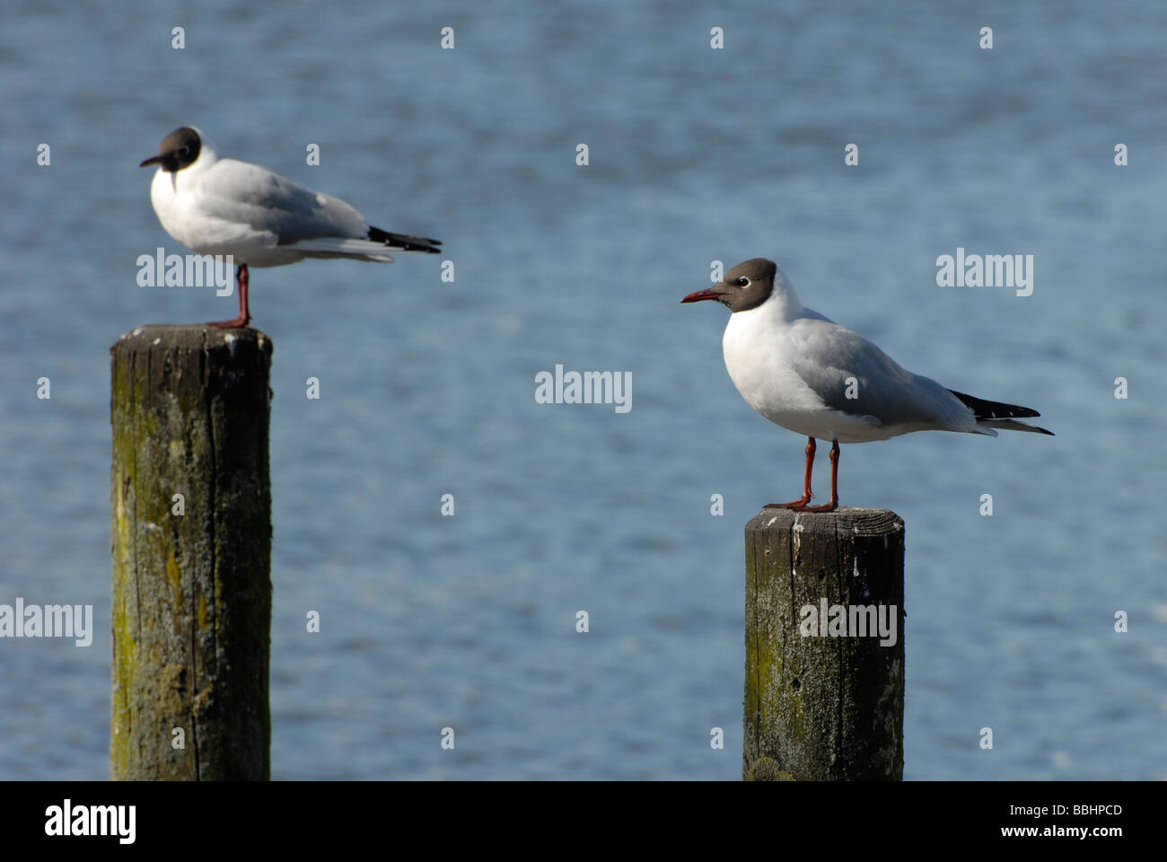 Paire de mouettes à tête noire se percher sur des poteaux dans le Lake District, Cumbria, Angleterre Banque D'Images