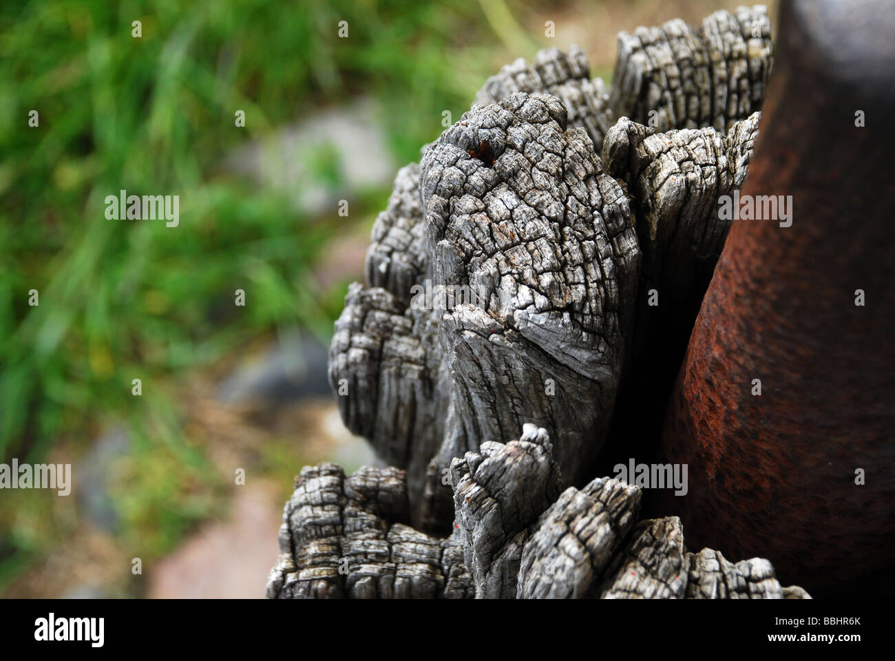 Weathered stump, grain fin shot Banque D'Images