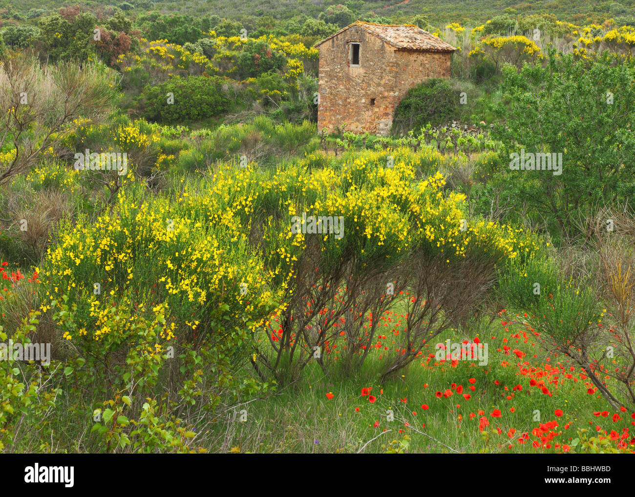 Vieille cabane en pierre dans une prairie au printemps Minervois Languedoc-Rousillon France Banque D'Images