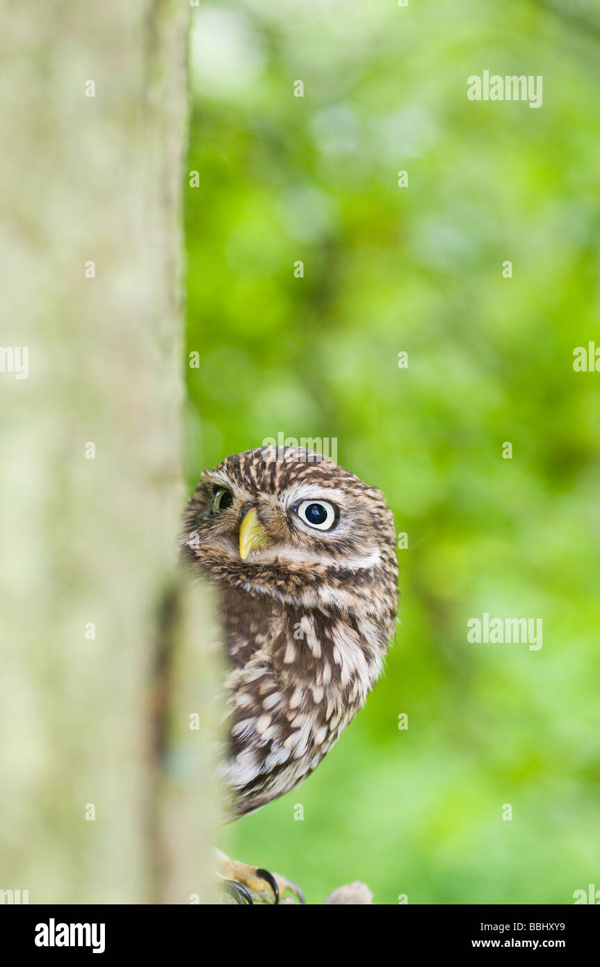 Chouette chevêche athena noctua, assis sur la branche de l'arbre Banque D'Images