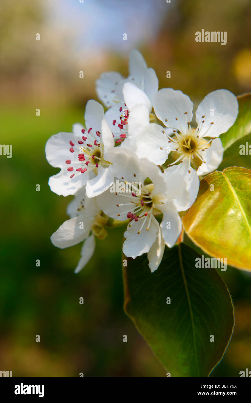 Fleur de cerisier blanc Banque D'Images