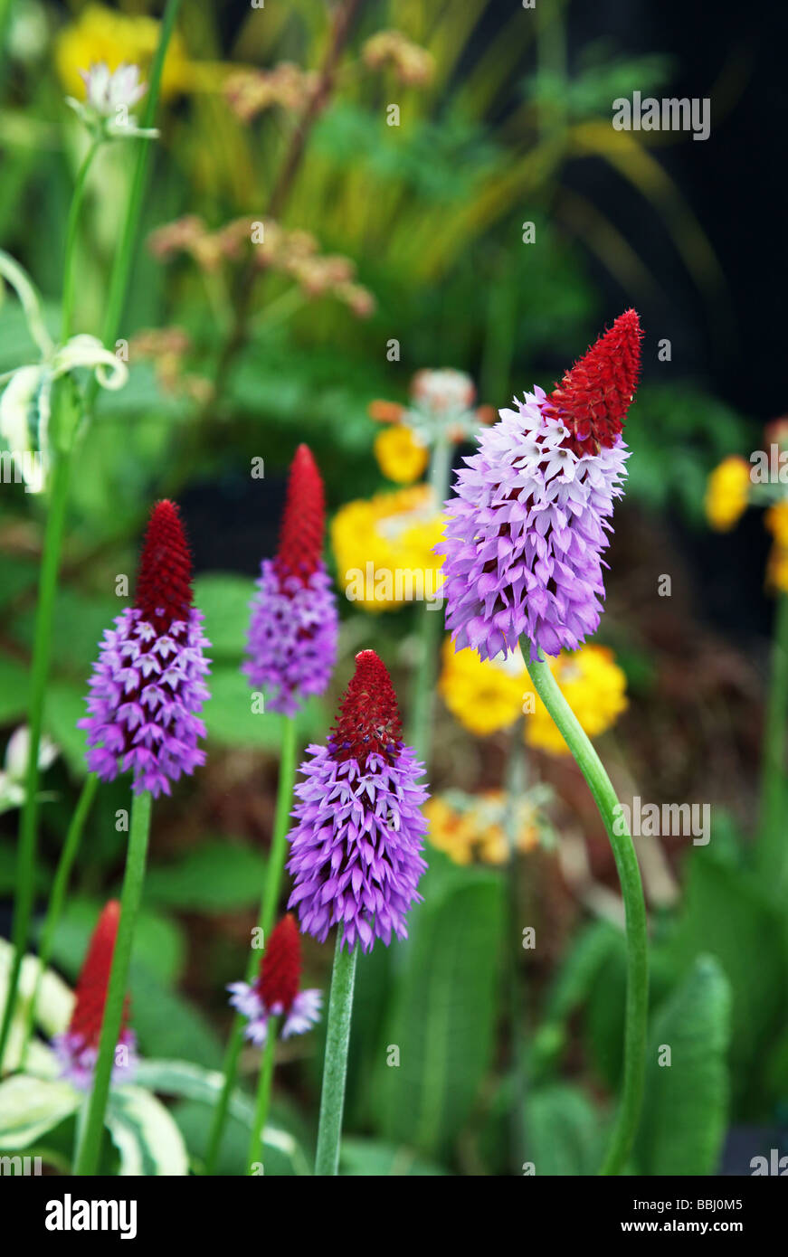 Viallii vivace à fleurs de printemps Primula Banque D'Images