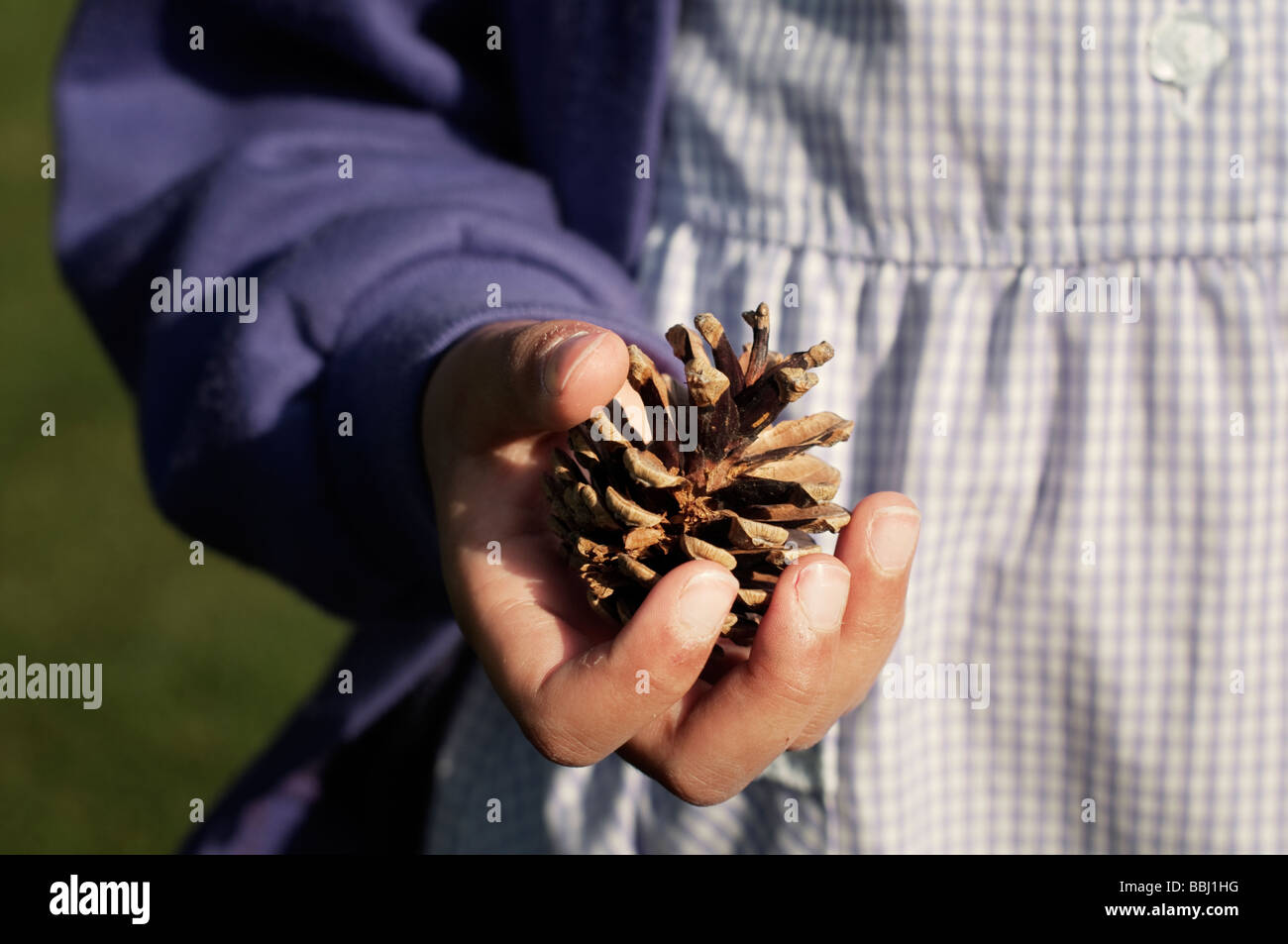 Enfant est titulaire d'un cône de pin dans sa main Banque D'Images