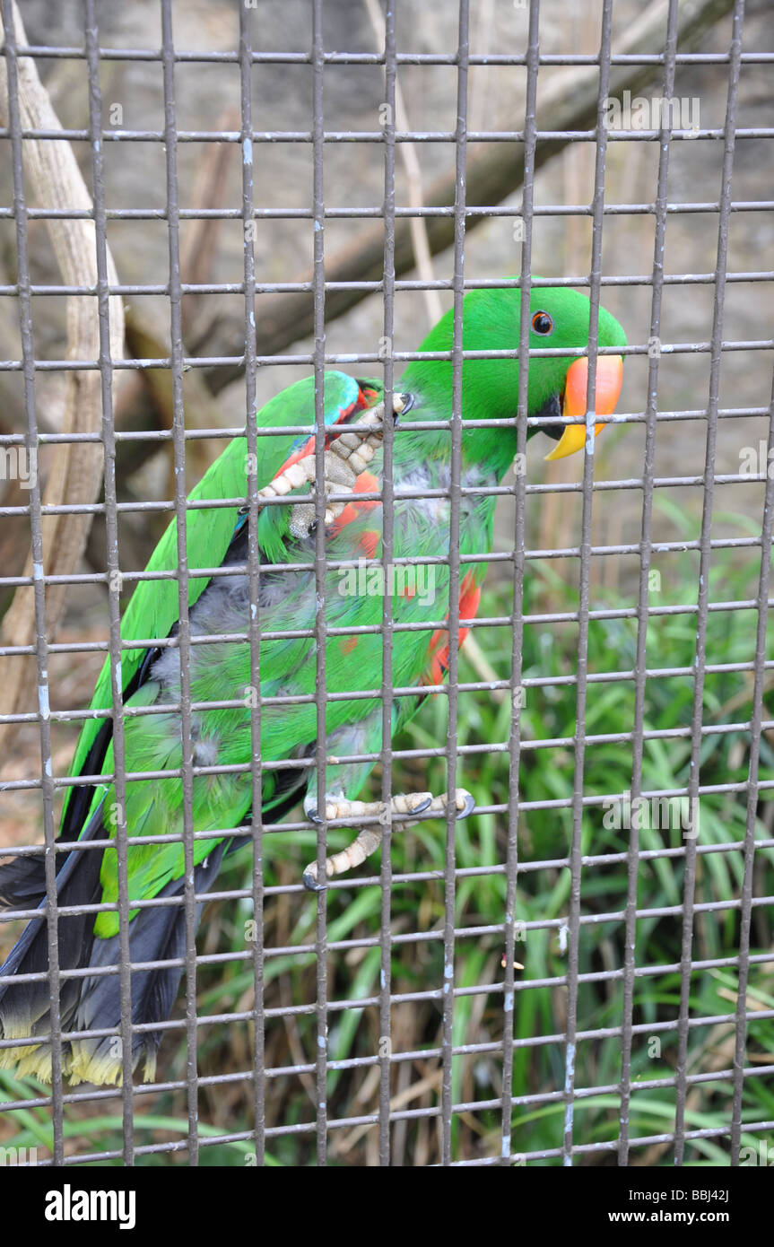 Mâle Vert perroquet Eclectus roratus Eclectus, en captivité Banque D'Images