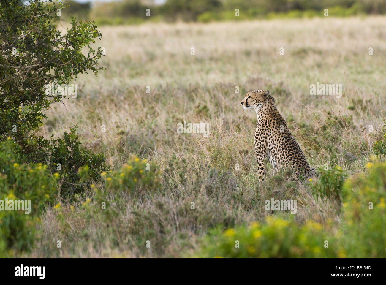 Cheetah Acinonyx jubatus Sweetwaters Laikipia AU KENYA Afrique de l'Est de la Réserve privée Banque D'Images