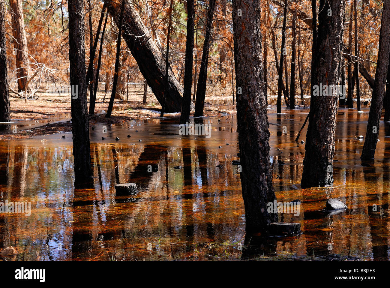 L'inondation dans la région de grand canyon, des forêts de pin rouge de l'automne et de l'eau reflet couleur Banque D'Images