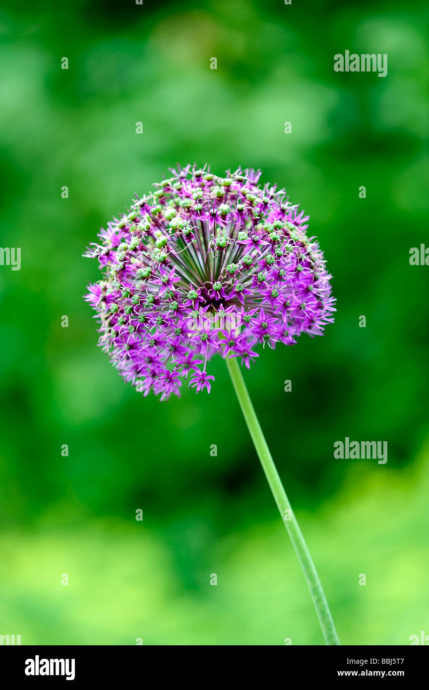 Fleurs d'Allium violet également connues sous le nom d'ail hollandais (Allium aflatunense) Banque D'Images